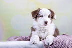 Australian Shepherd puppy