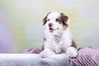 Australian Shepherd puppy