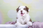 Australian Shepherd puppy