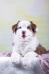 Australian Shepherd puppy