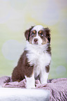 Australian Shepherd puppy