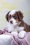 Australian Shepherd puppy