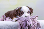 Australian Shepherd puppy