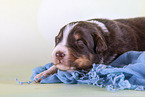 2 weeks old Australian Shepherd puppy