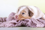 2 weeks old Australian Shepherd puppy