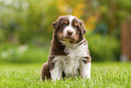 4 weeks old Australian Shepherd puppy