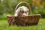 4 weeks old Australian Shepherd puppy