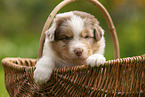 4 weeks old Australian Shepherd puppy