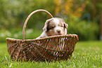 4 weeks old Australian Shepherd puppy