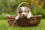 4 weeks old Australian Shepherd puppy