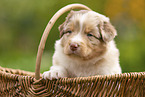 4 weeks old Australian Shepherd puppy