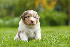 4 weeks old Australian Shepherd puppy