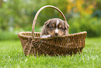 4 weeks old Australian Shepherd puppy