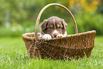 4 weeks old Australian Shepherd puppy