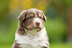 4 weeks old Australian Shepherd puppy