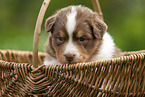 4 weeks old Australian Shepherd puppy