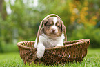 4 weeks old Australian Shepherd puppy