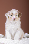 5 weeks old Australian Shepherd puppy