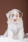 5 weeks old Australian Shepherd puppy