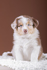 5 weeks old Australian Shepherd puppy