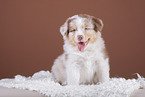 5 weeks old Australian Shepherd puppy