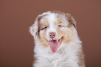 5 weeks old Australian Shepherd puppy