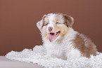 5 weeks old Australian Shepherd puppy