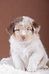 5 weeks old Australian Shepherd puppy