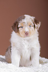 5 weeks old Australian Shepherd puppy