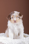 5 weeks old Australian Shepherd puppy