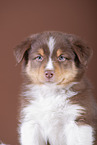 5 weeks old Australian Shepherd puppy