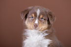 5 weeks old Australian Shepherd puppy