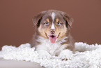 5 weeks old Australian Shepherd puppy