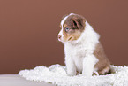 5 weeks old Australian Shepherd puppy