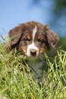 8 weeks old Australian Shepherd puppy