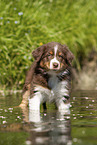 8 weeks old Australian Shepherd puppy