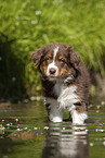 8 weeks old Australian Shepherd puppy