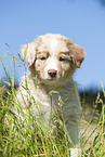 8 weeks old Australian Shepherd puppy