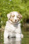 8 weeks old Australian Shepherd puppy