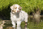 8 weeks old Australian Shepherd puppy