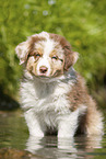 8 weeks old Australian Shepherd puppy