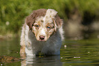 8 weeks old Australian Shepherd puppy