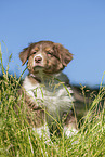 8 weeks old Australian Shepherd puppy