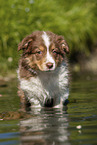 8 weeks old Australian Shepherd puppy