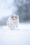 5 weeks old Australian Shepherd puppy