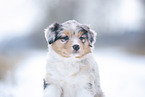 5 weeks old Australian Shepherd puppy