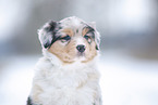 5 weeks old Australian Shepherd puppy