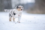 5 weeks old Australian Shepherd puppy