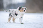 5 weeks old Australian Shepherd puppy