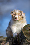 7 weeks old Australian Shepherd puppy